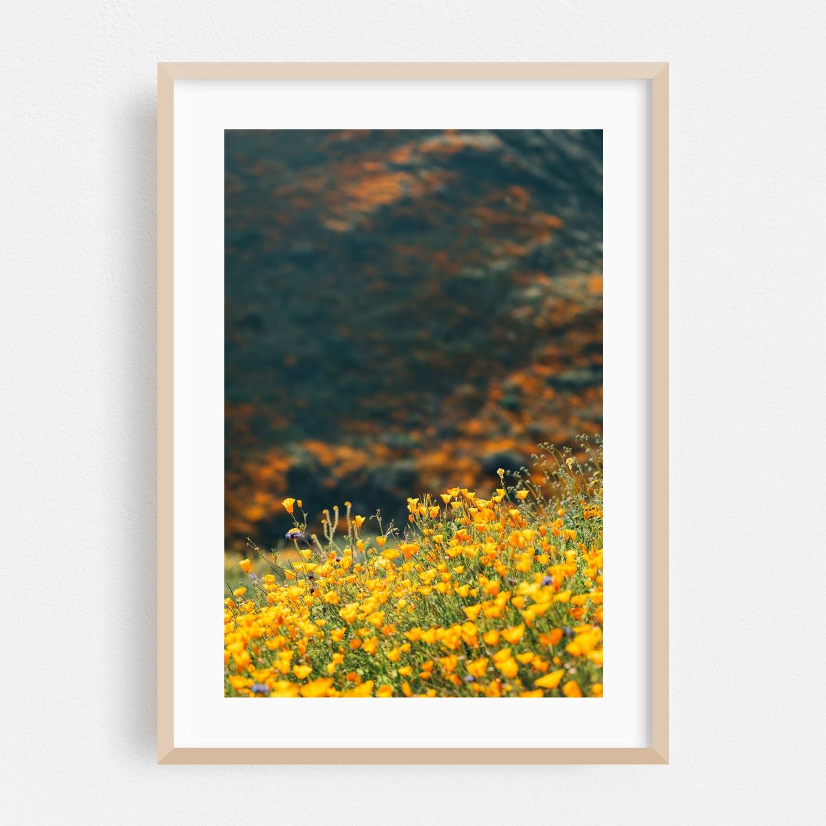 Superbloom Poppies 01 – image 1 of 16