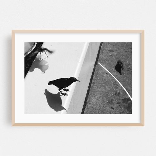 The Birds