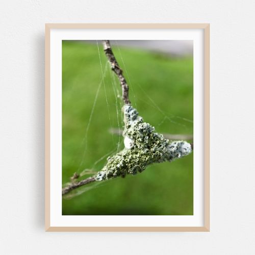 Sticks of Lichen