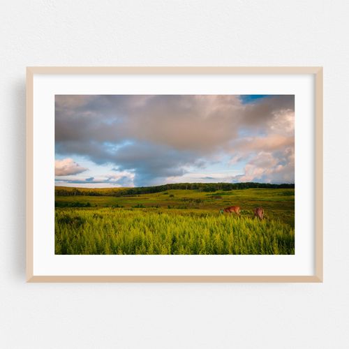 Big Meadows Deer