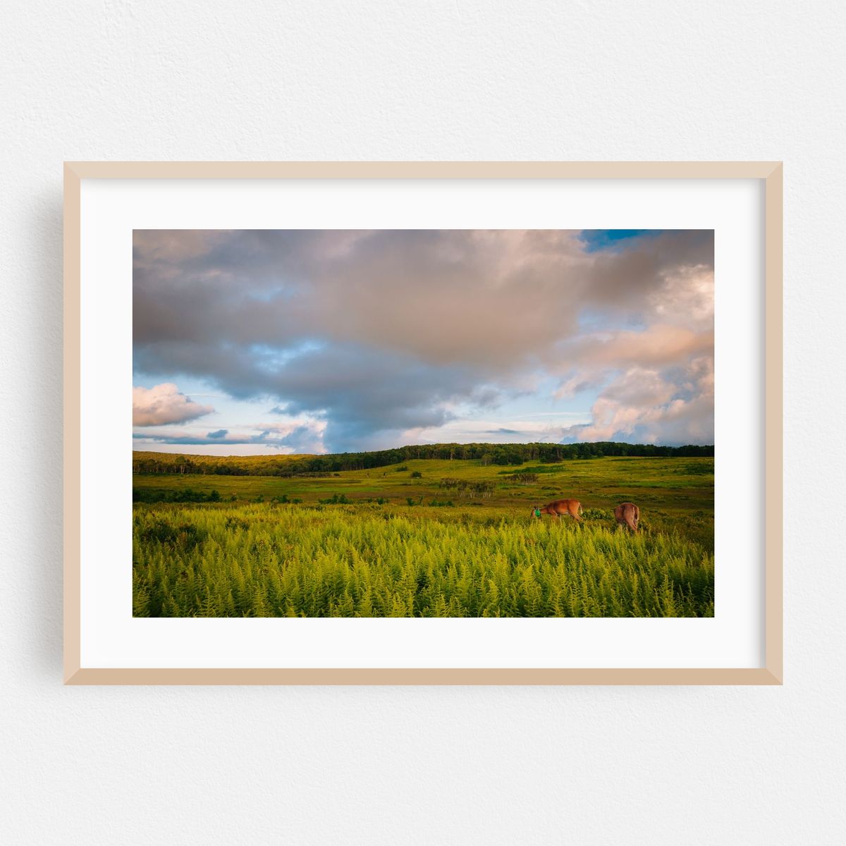 Big Meadows Deer – image 1 of 6