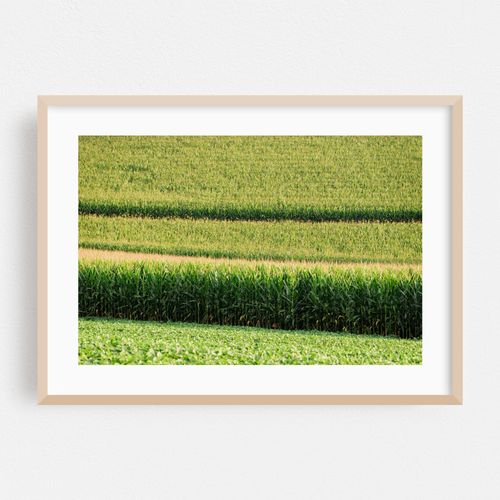 Corn Fields, York County 03