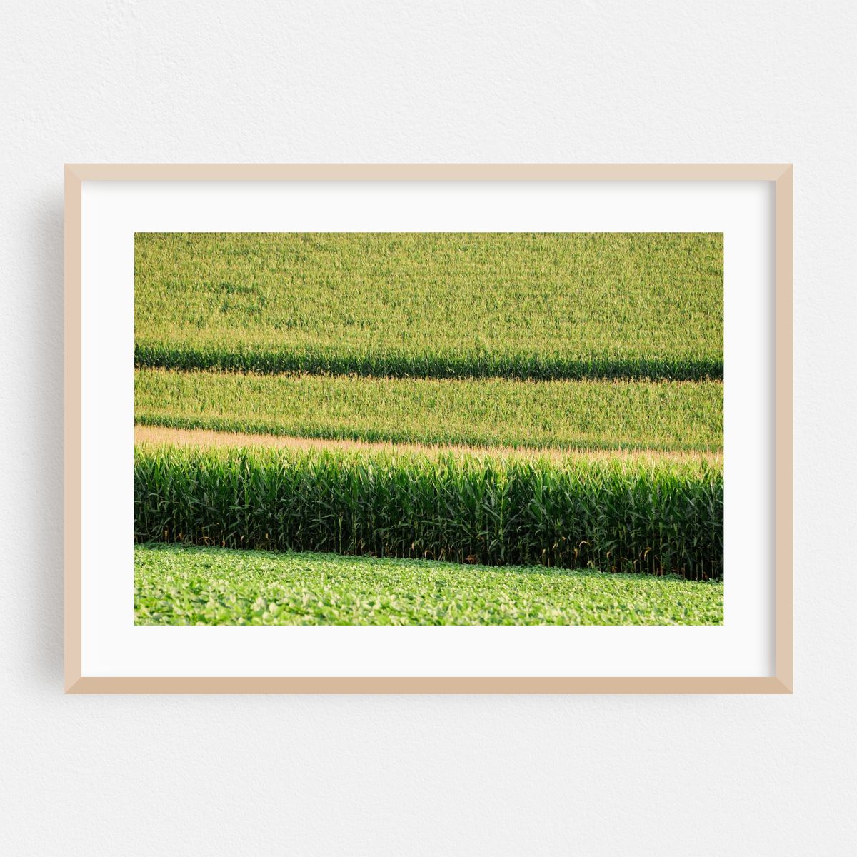 Corn Fields, York County 03 – image 1 of 6