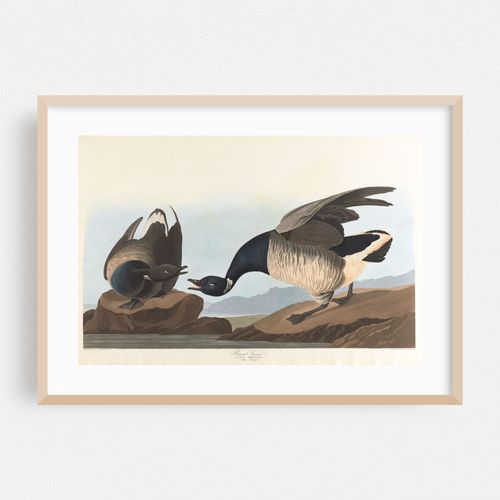 Brant goose (1827–1838)