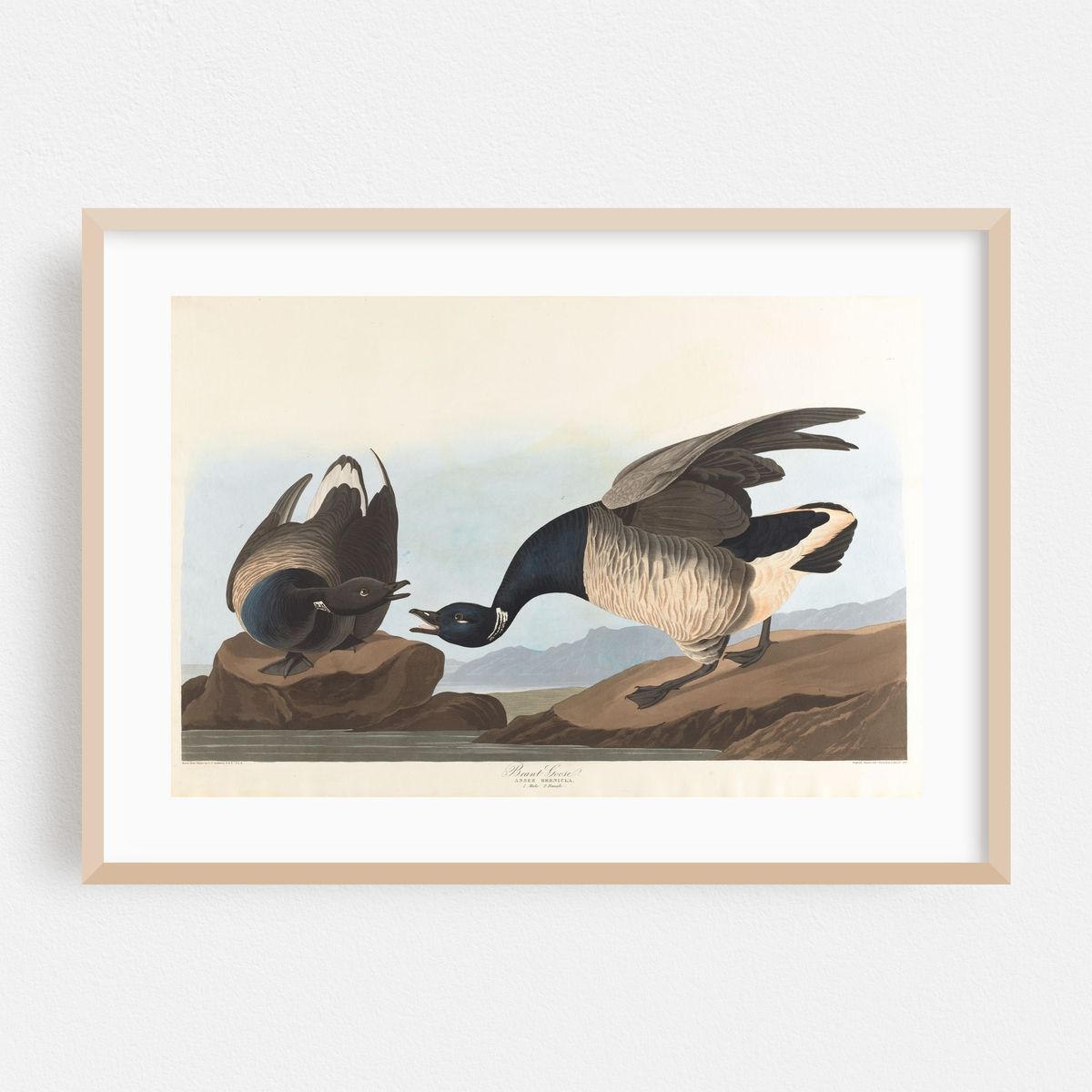 Brant goose (1827–1838) – image 1 of 6