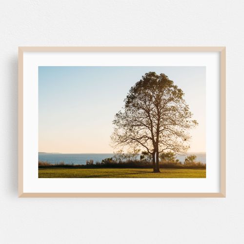 Elk Neck Tree