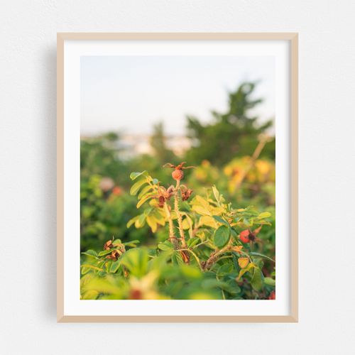 Rosehips, Edgartown