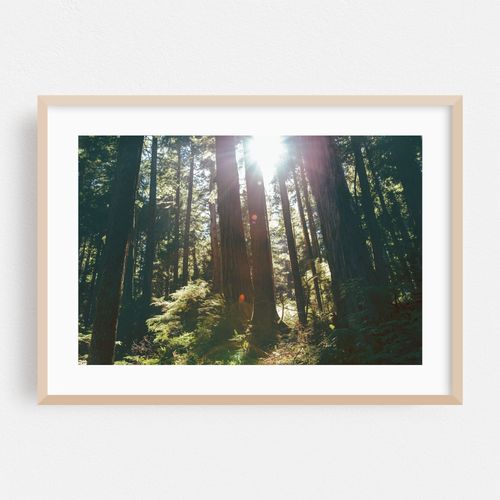 Sunny Forest