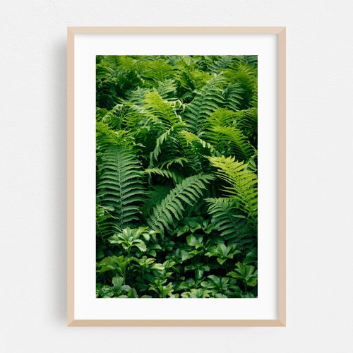 Ferns 01