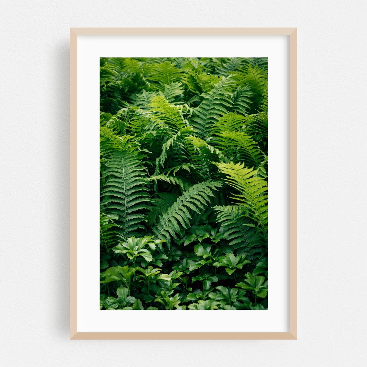 Ferns 01 – image 1 of 16