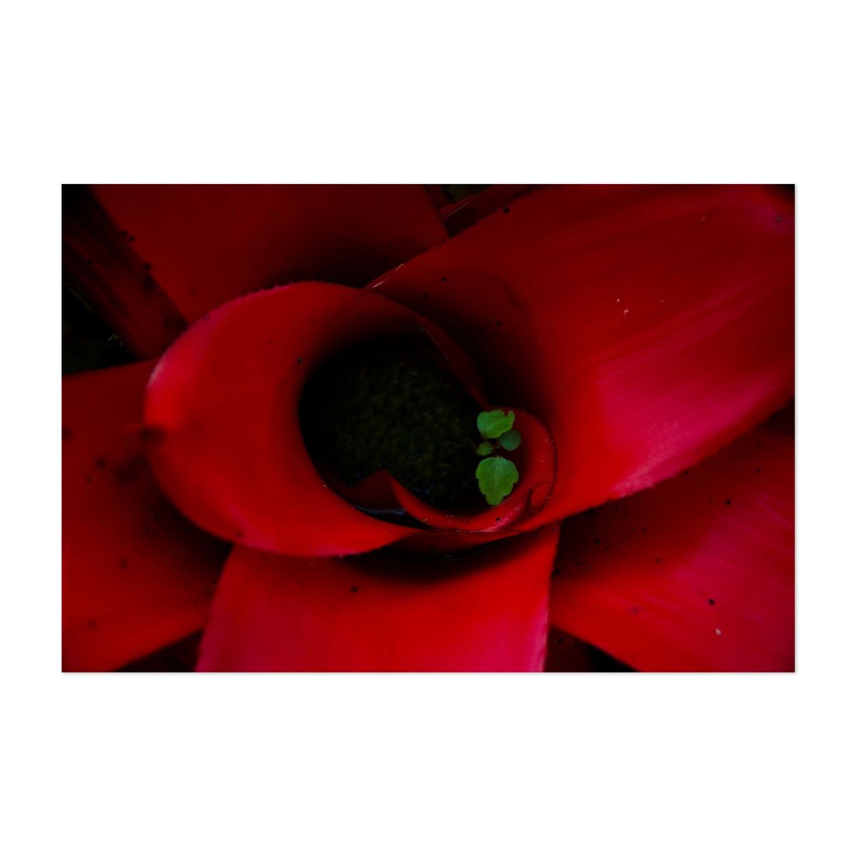 Crimson Embrace – image 1 of 2