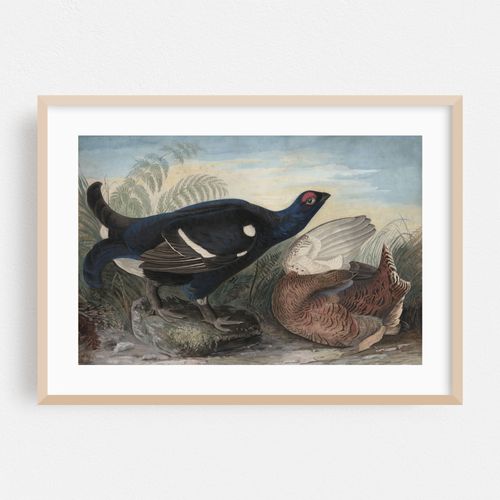 English Black Cocks (1828)