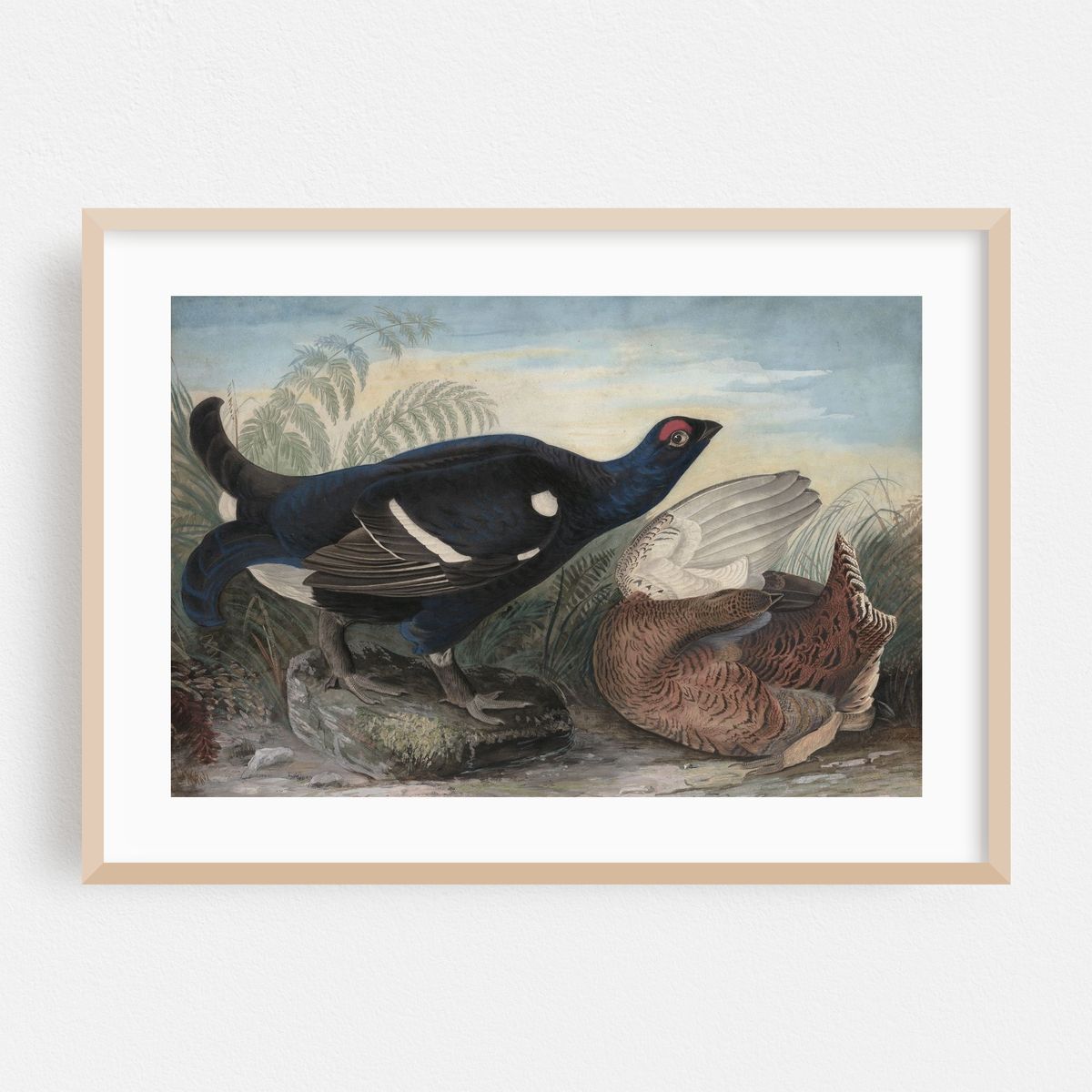 English Black Cocks (1828) – image 1 of 6