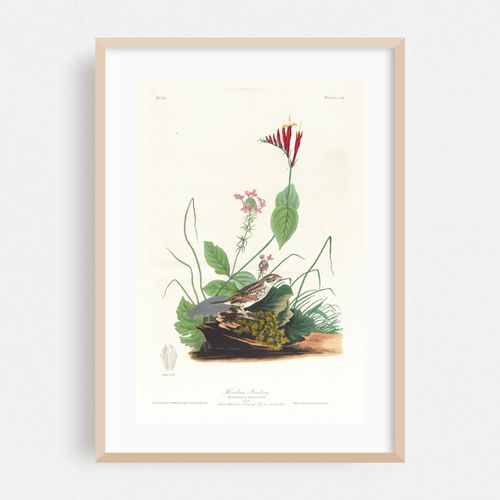 Henslow’s bunting (1827–1838)