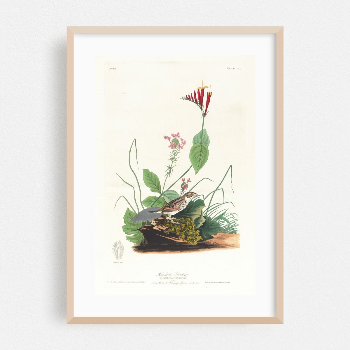 Henslow’s bunting (1827–1838) – image 1 of 16