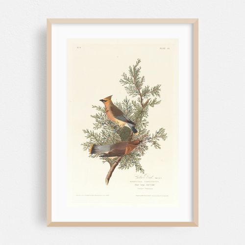 Cedar bird (1827–1838)