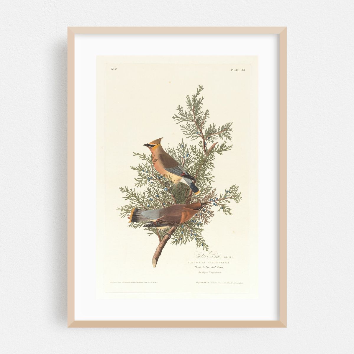 Cedar bird (1827–1838) – image 1 of 16
