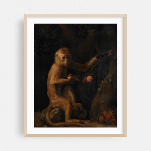 A Monkey (1799)
