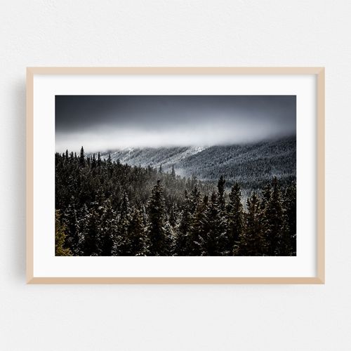 Winter Forest - 02