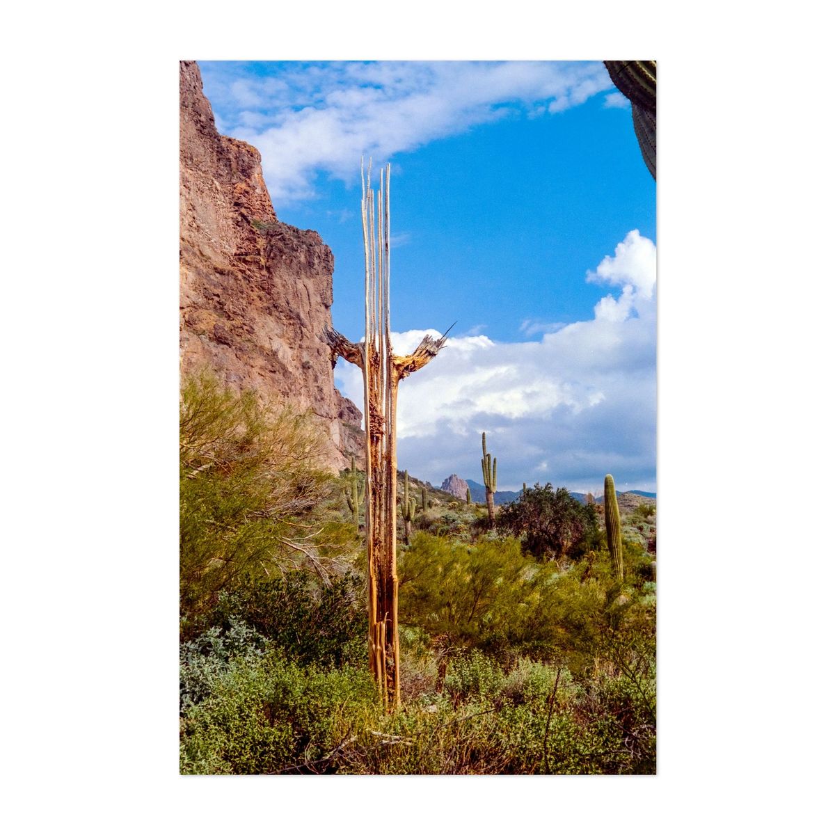 Death of a Keystone – image 1 of 2
