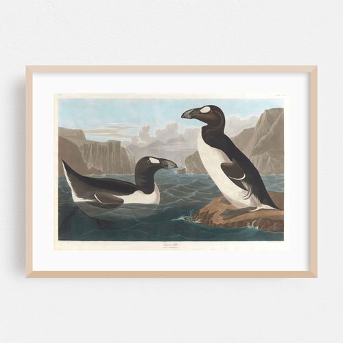 Great auk (1827–1838)