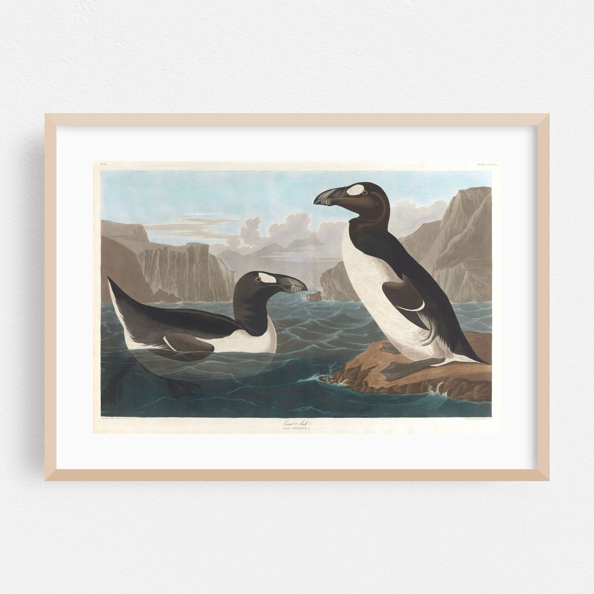 Great auk (1827–1838) – image 1 of 6