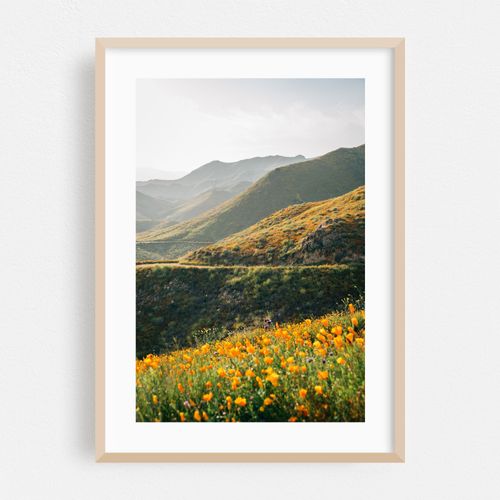 Superbloom Poppies 05