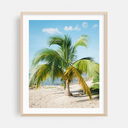 Palm Tree, Cozumel 01