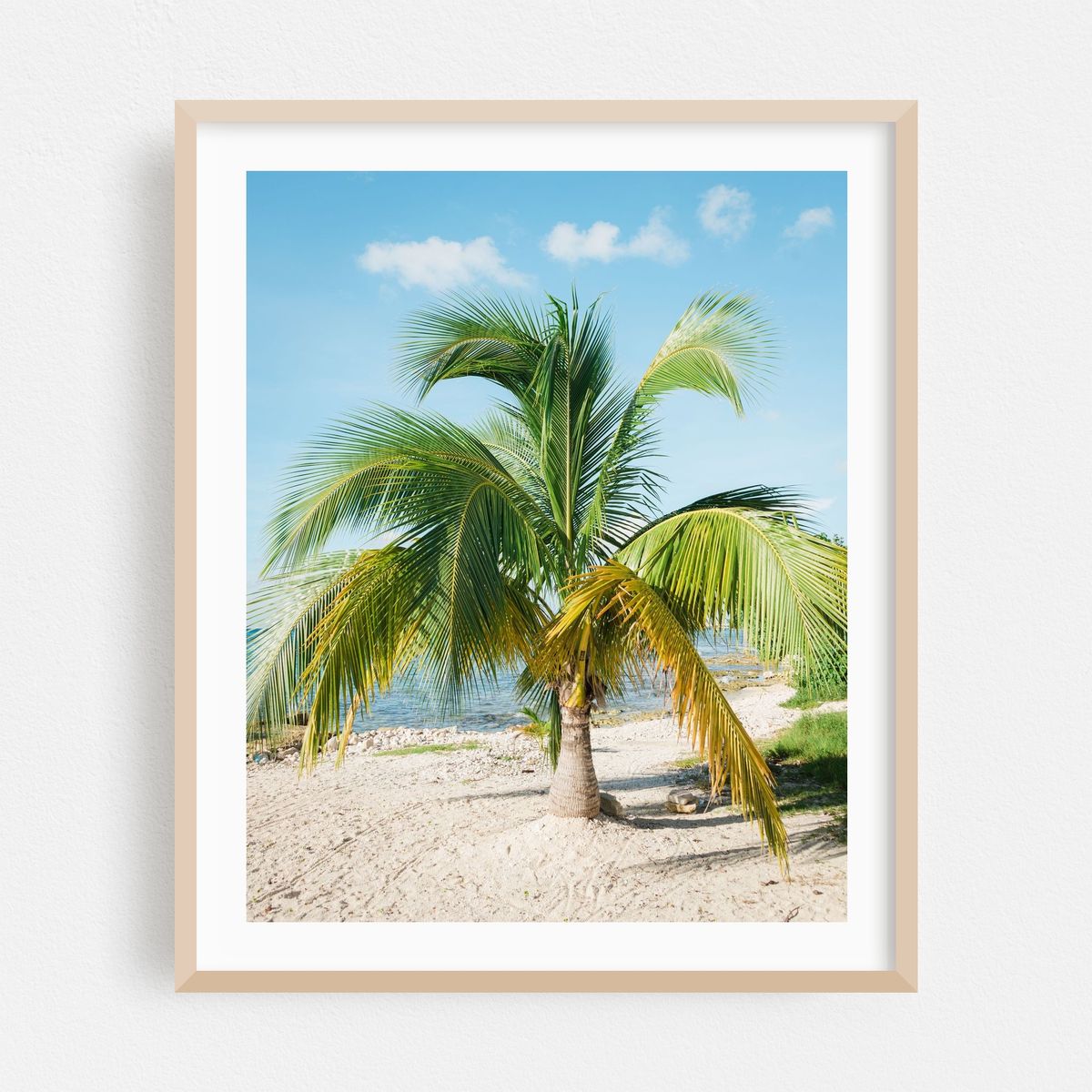 Palm Tree, Cozumel 01 – image 1 of 12