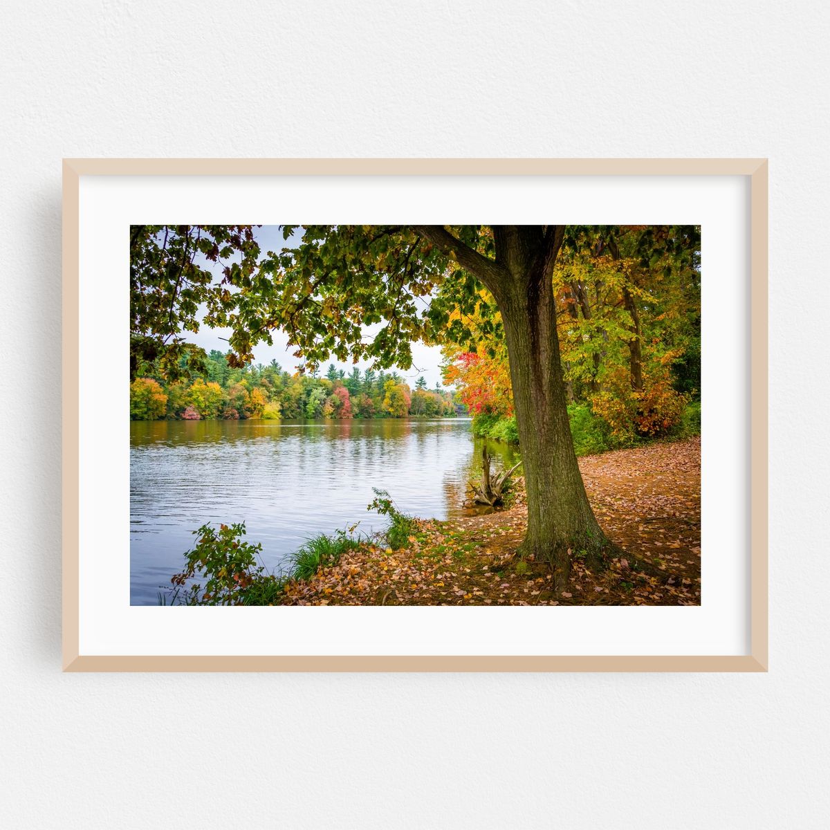 The Heart of Lake Williams – image 1 of 6
