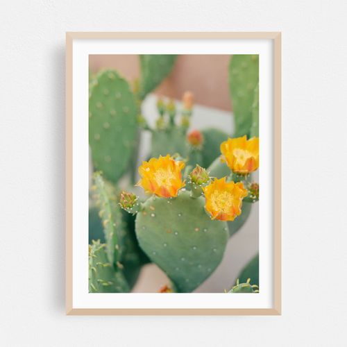 New Mexico Cactus IV