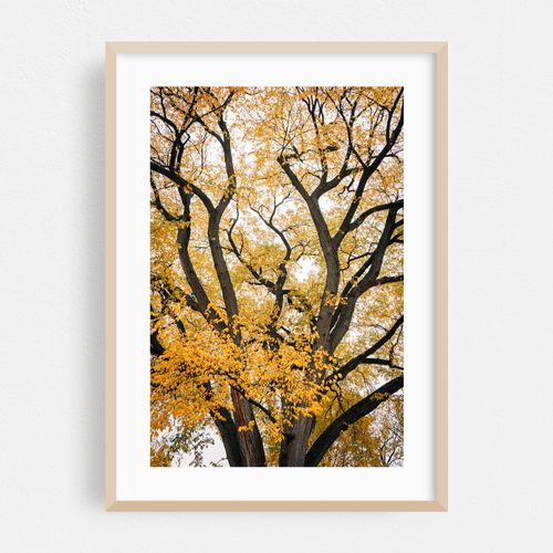 Prospect Park Autumn