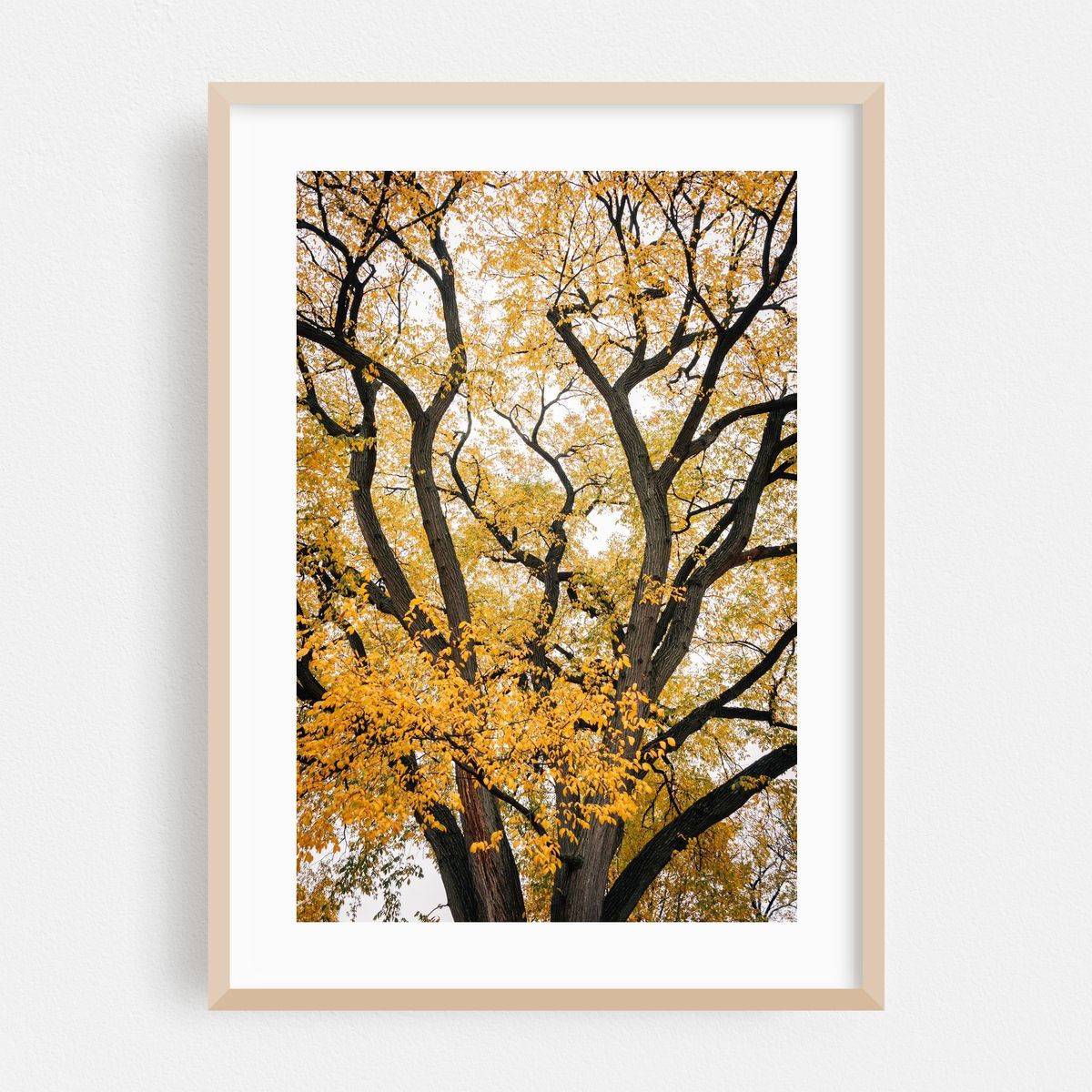 Prospect Park Autumn – image 1 of 16