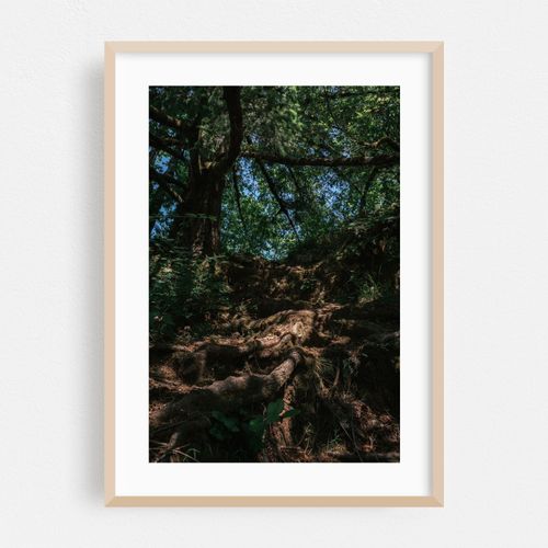 Rooted Paths to the Wilson River