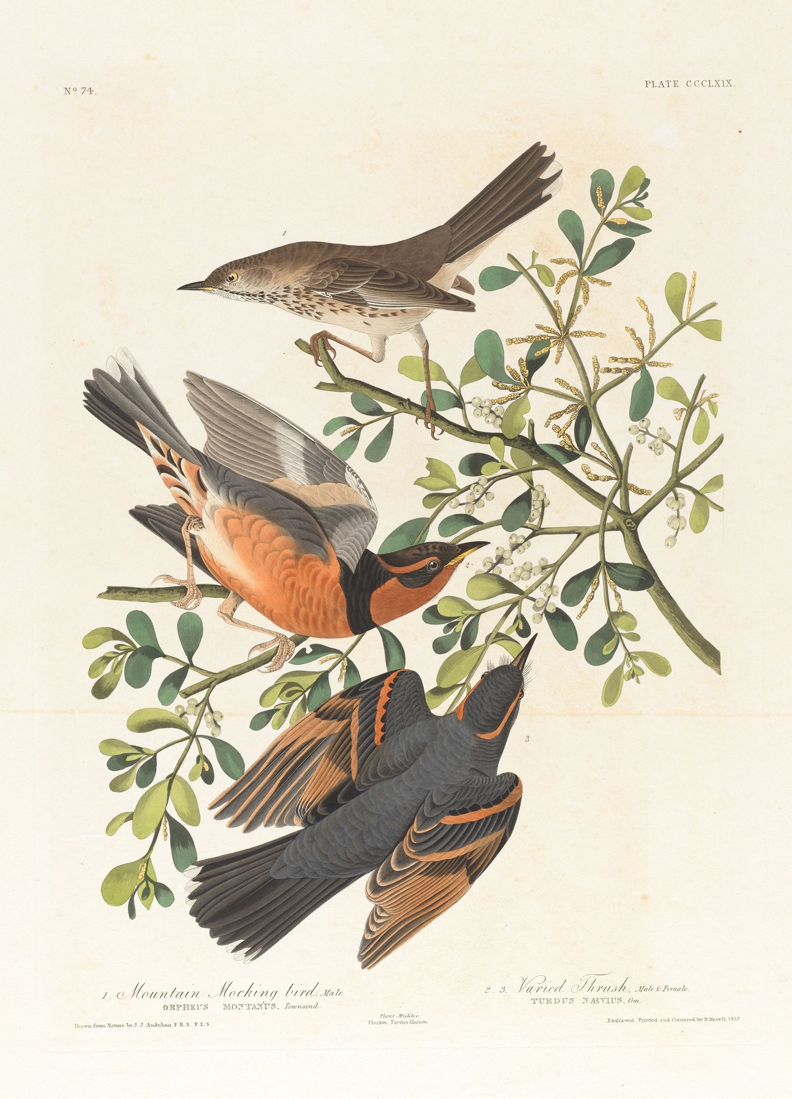 1. Mountain mocking bird, male. 2. 3. Varied thrush, male & female (1827–1838)