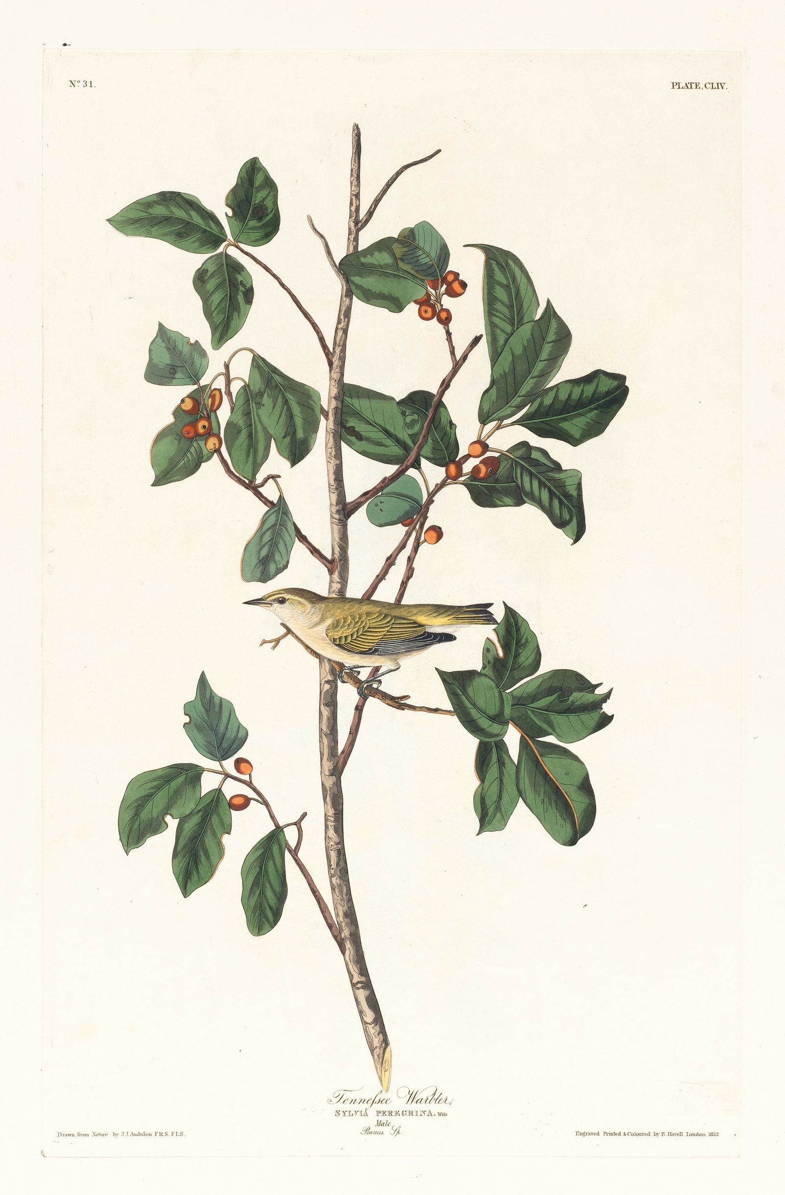 Tennessee warbler (1827–1838)