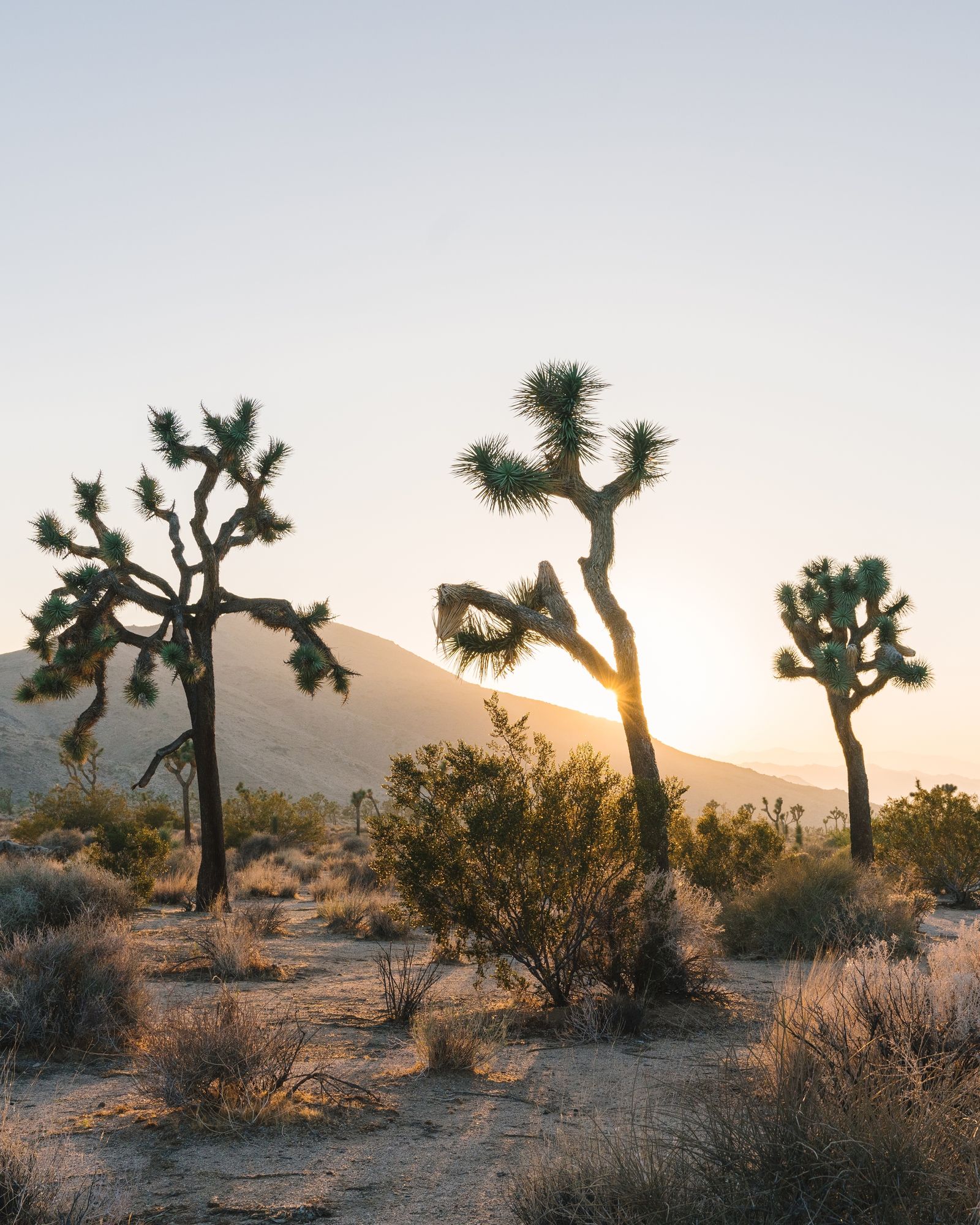 Three of Joshua Tree