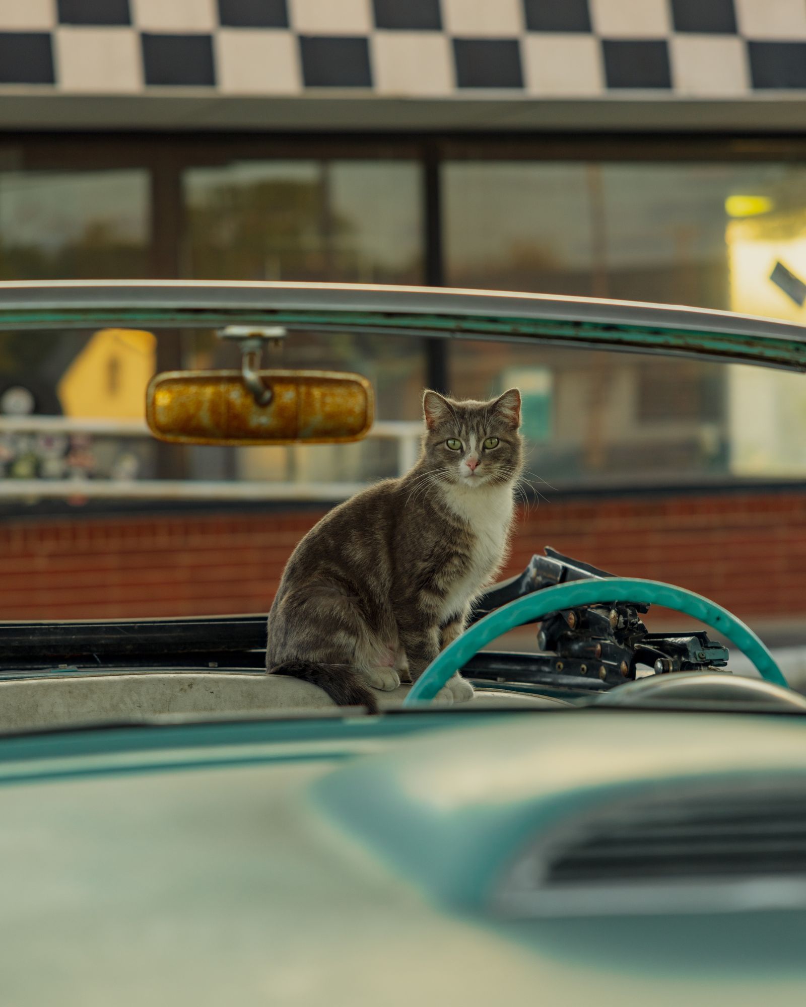 Toonces the Cat