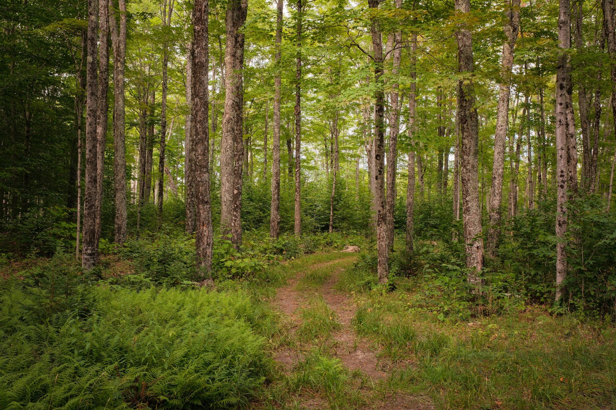 Trail in Burke