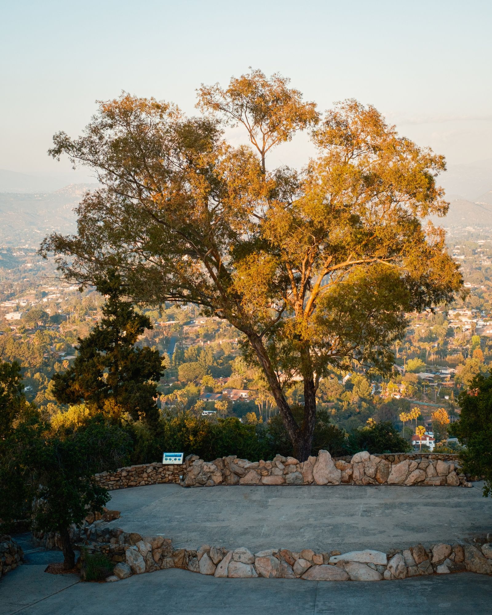 Tree on Mt. Helix, La Mesa