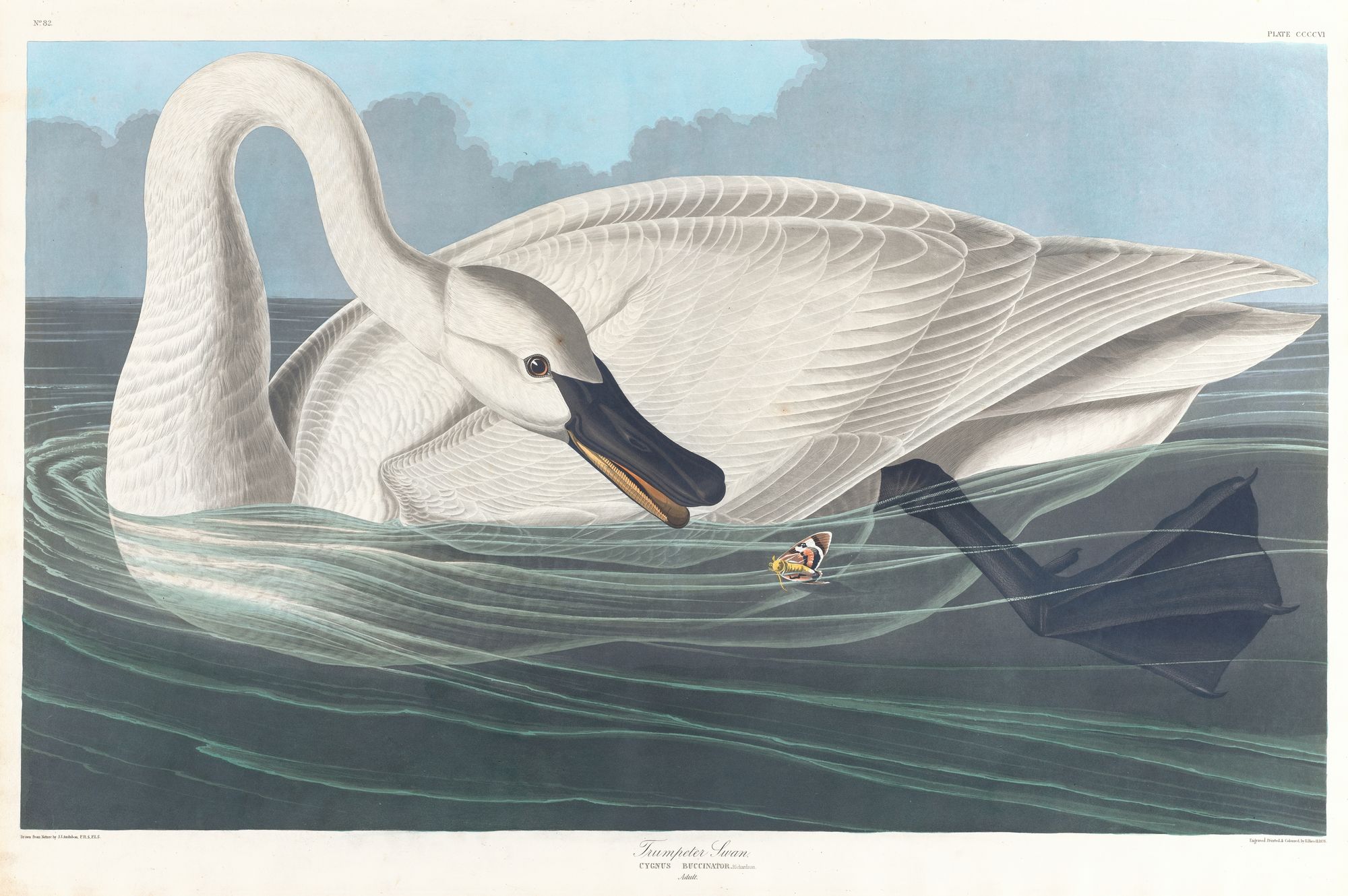 Trumpeter swan (1827–1838)