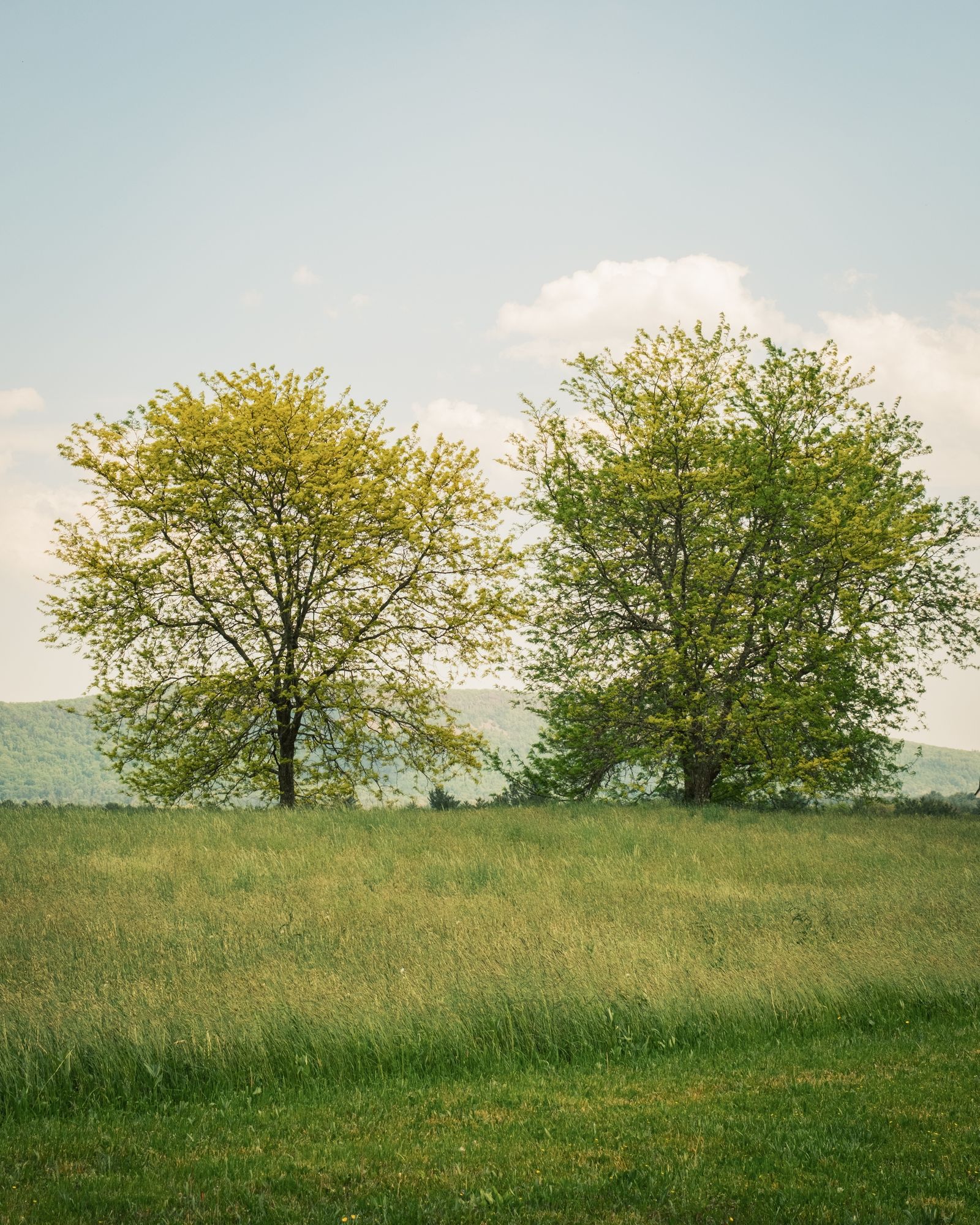 Two Trees, Easthampton