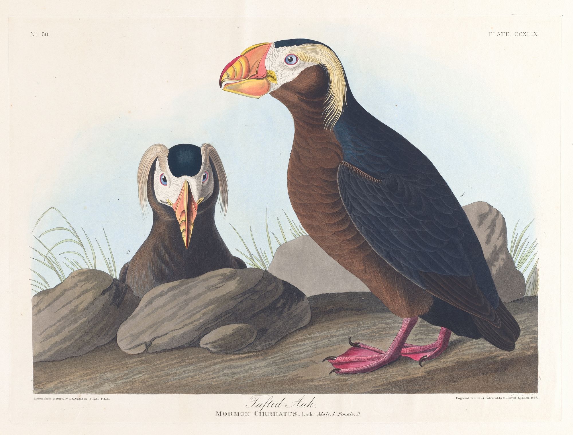Tufted auk (1827–1838)