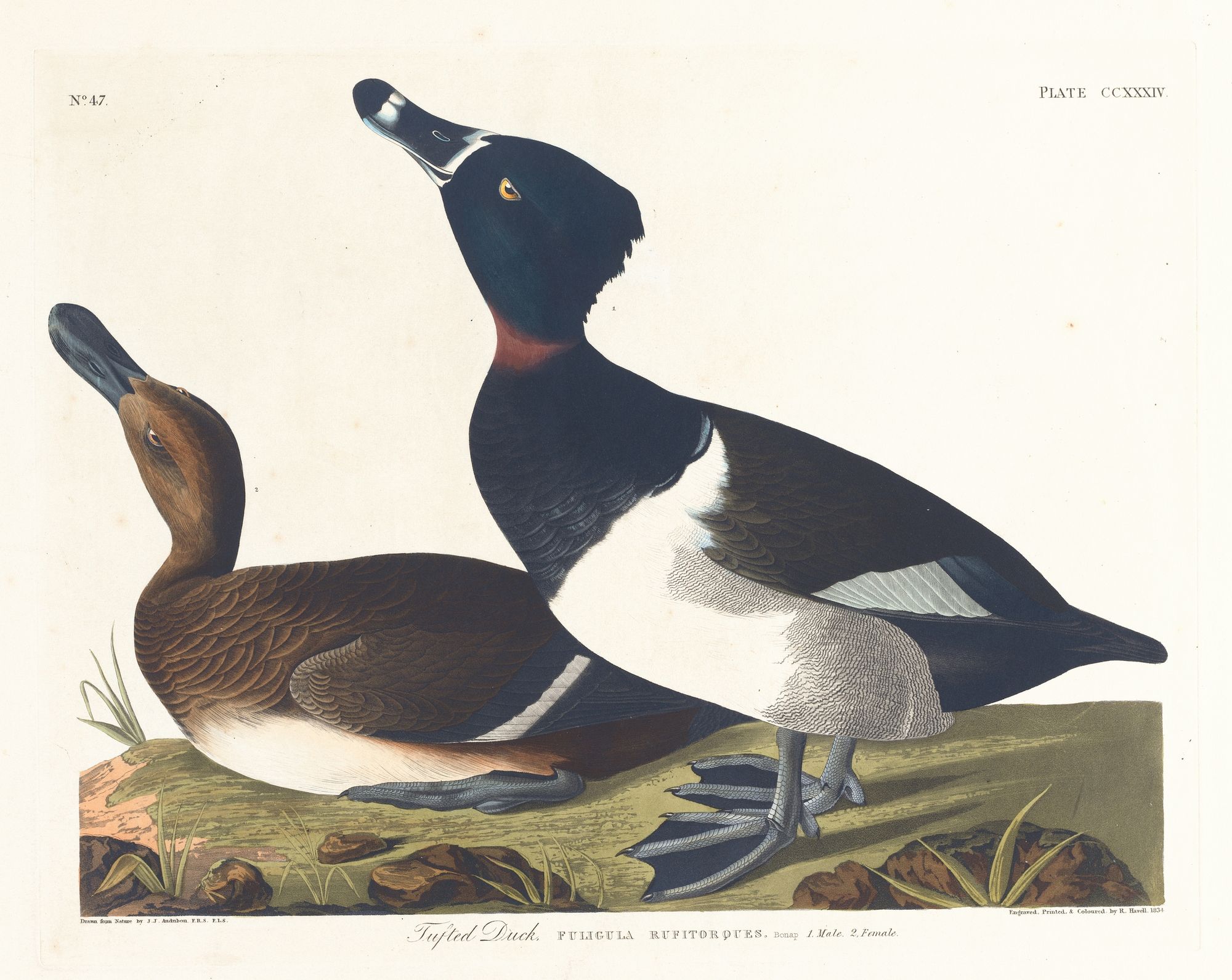 Tufted duck (1827–1838)