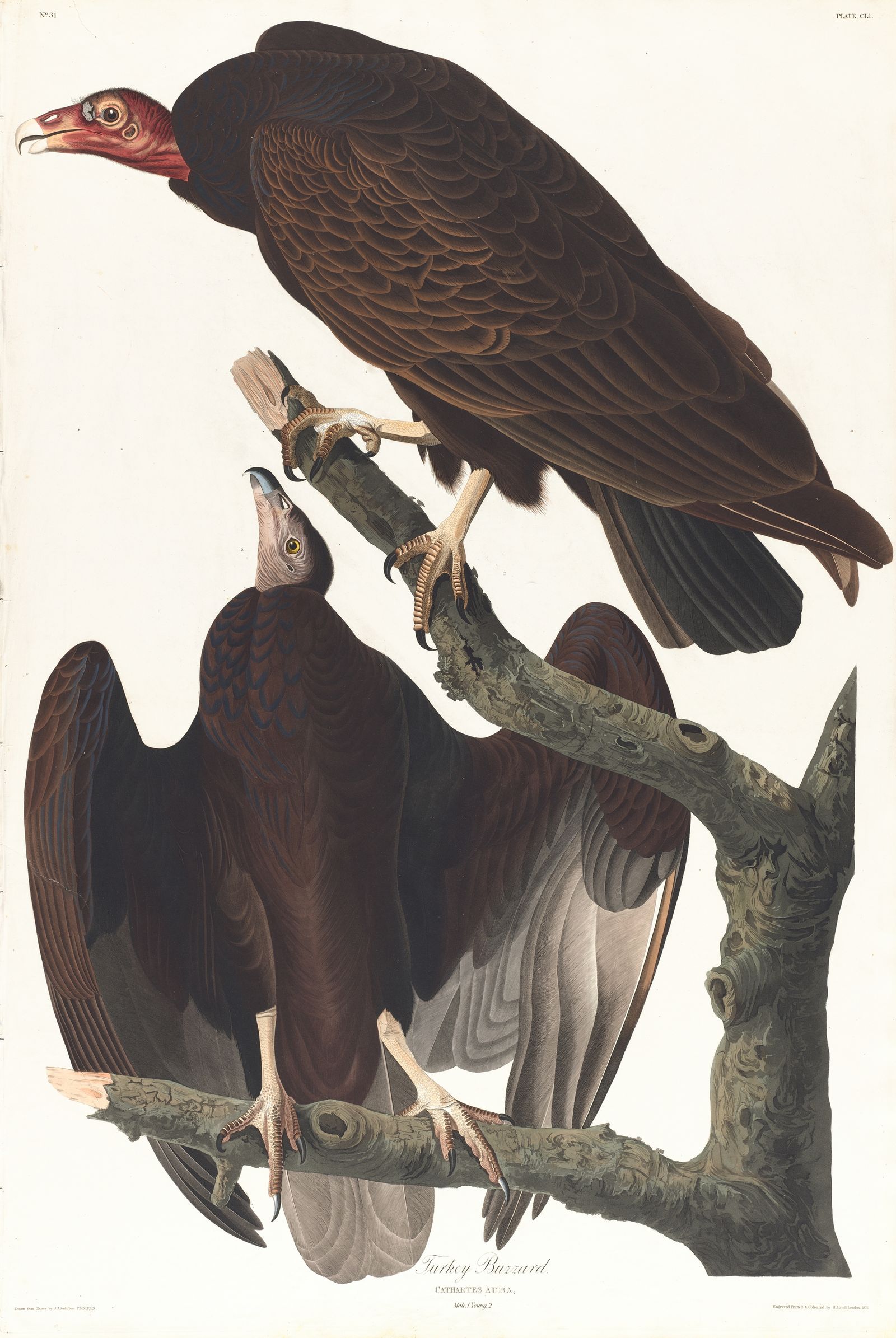 Turkey buzzard (1827–1838)