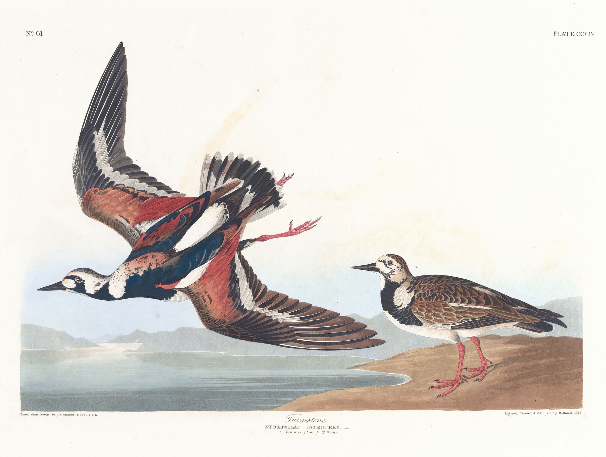 Turn-stone (1827–1838)