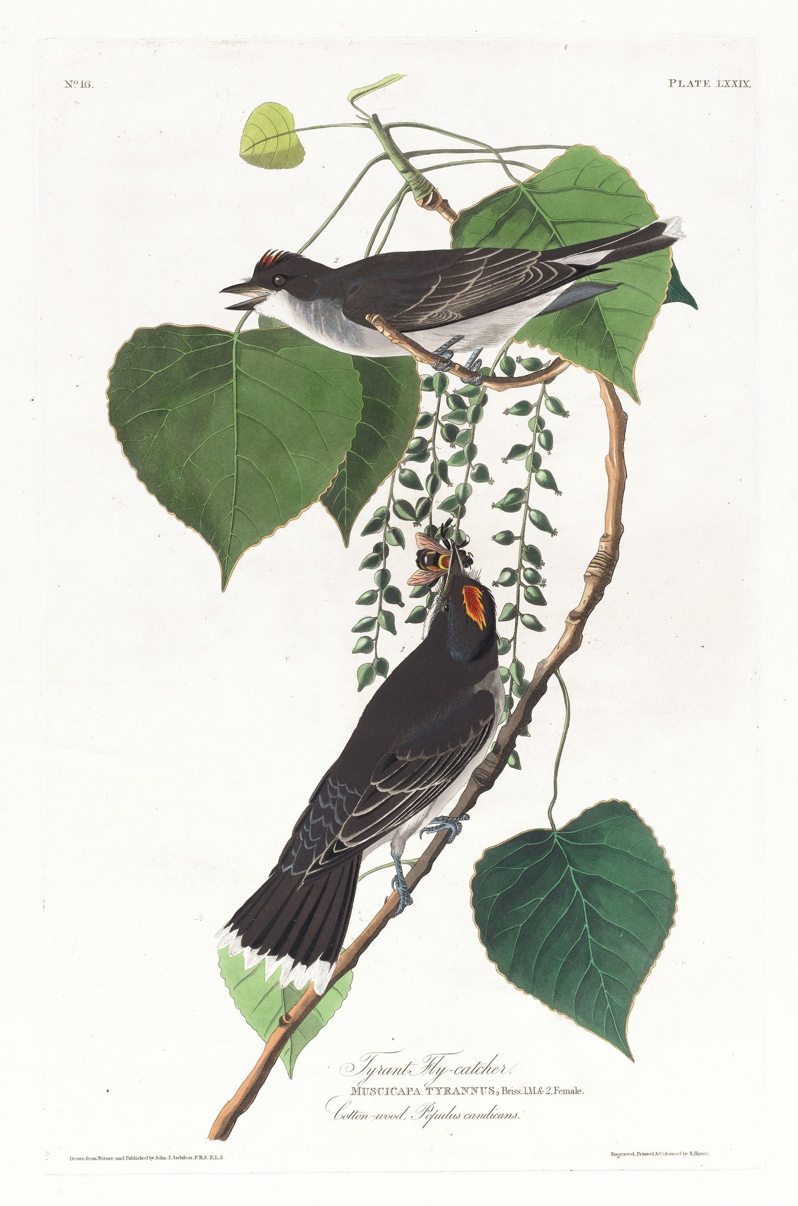 Tyrant fly-catcher (1827–1838)