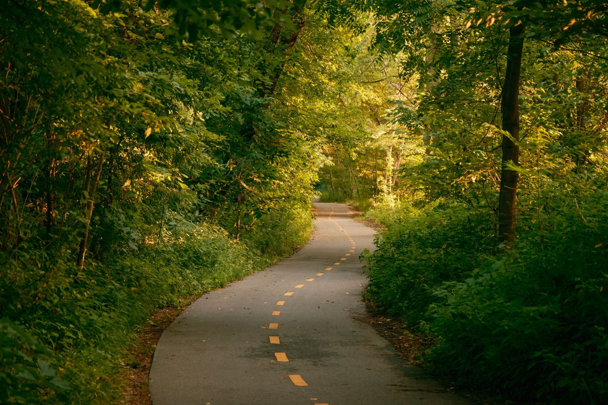 Van Cortlandt Park Path, The Bronx