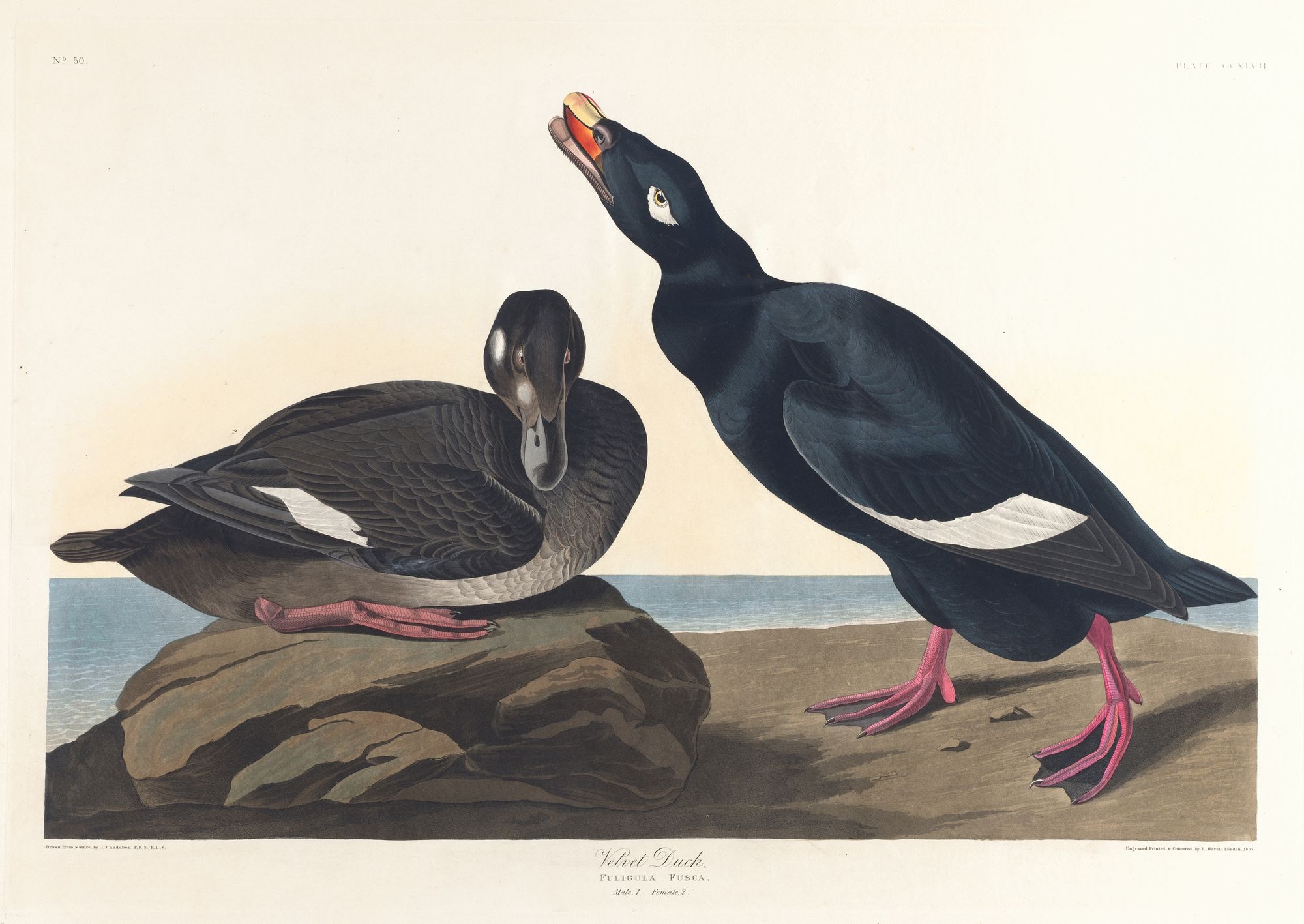 Velvet duck (1827–1838)