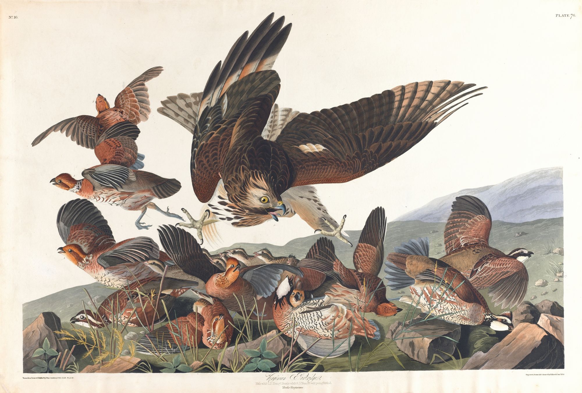 Virginian partridge (1827–1838)